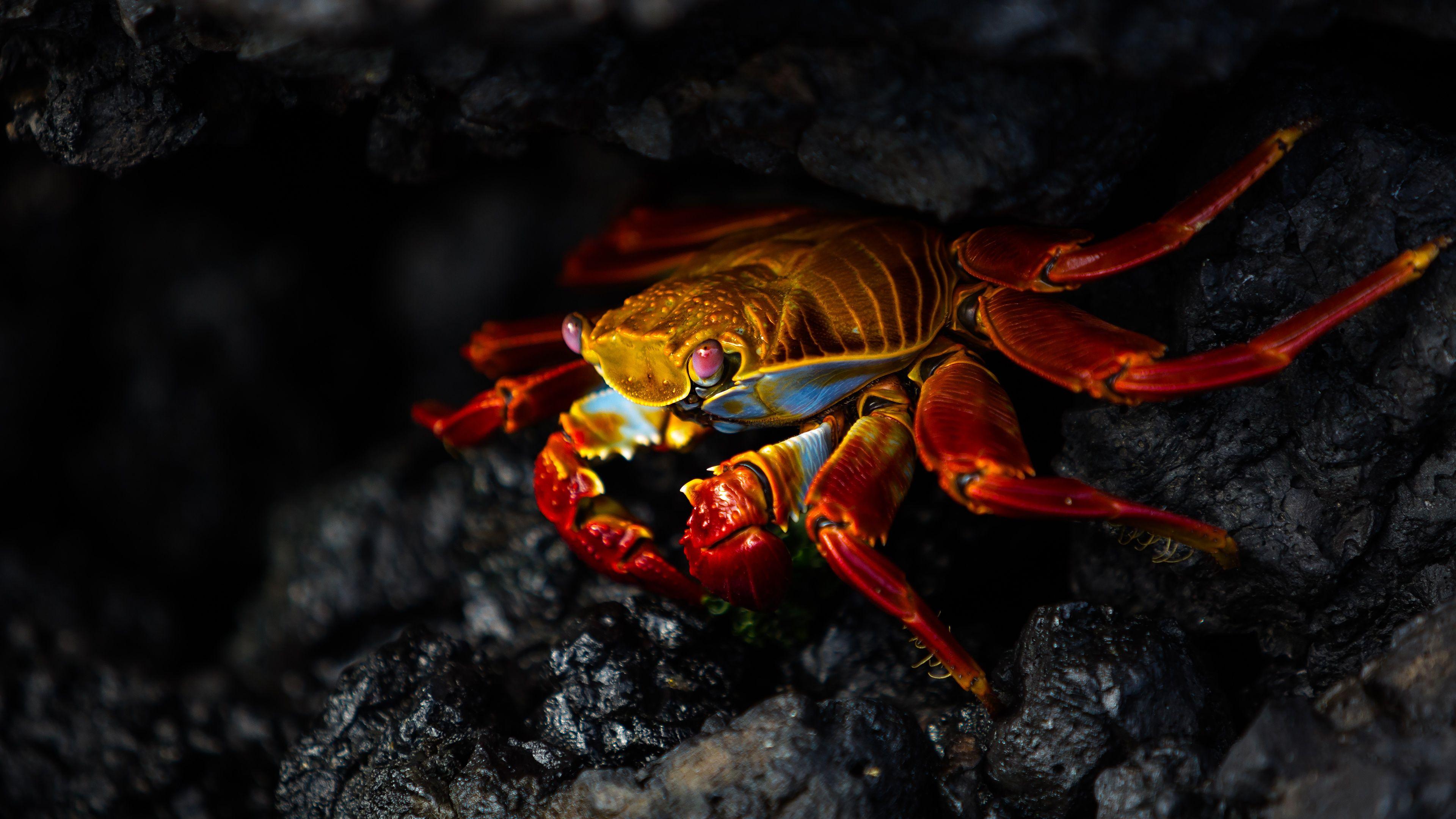 3840X2160 Crab Wallpapers - Top Free 3840X2160 Crab Backgrounds