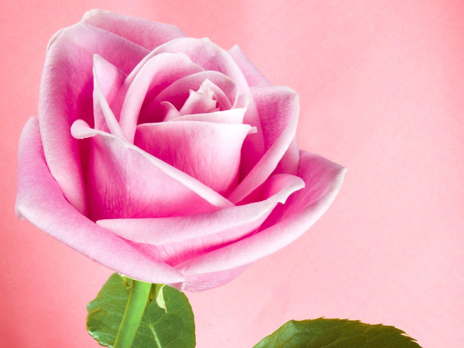 1504x1128 Rose, Pink, Flower Wallpaper, Nature Image, HD Flowers, Organic