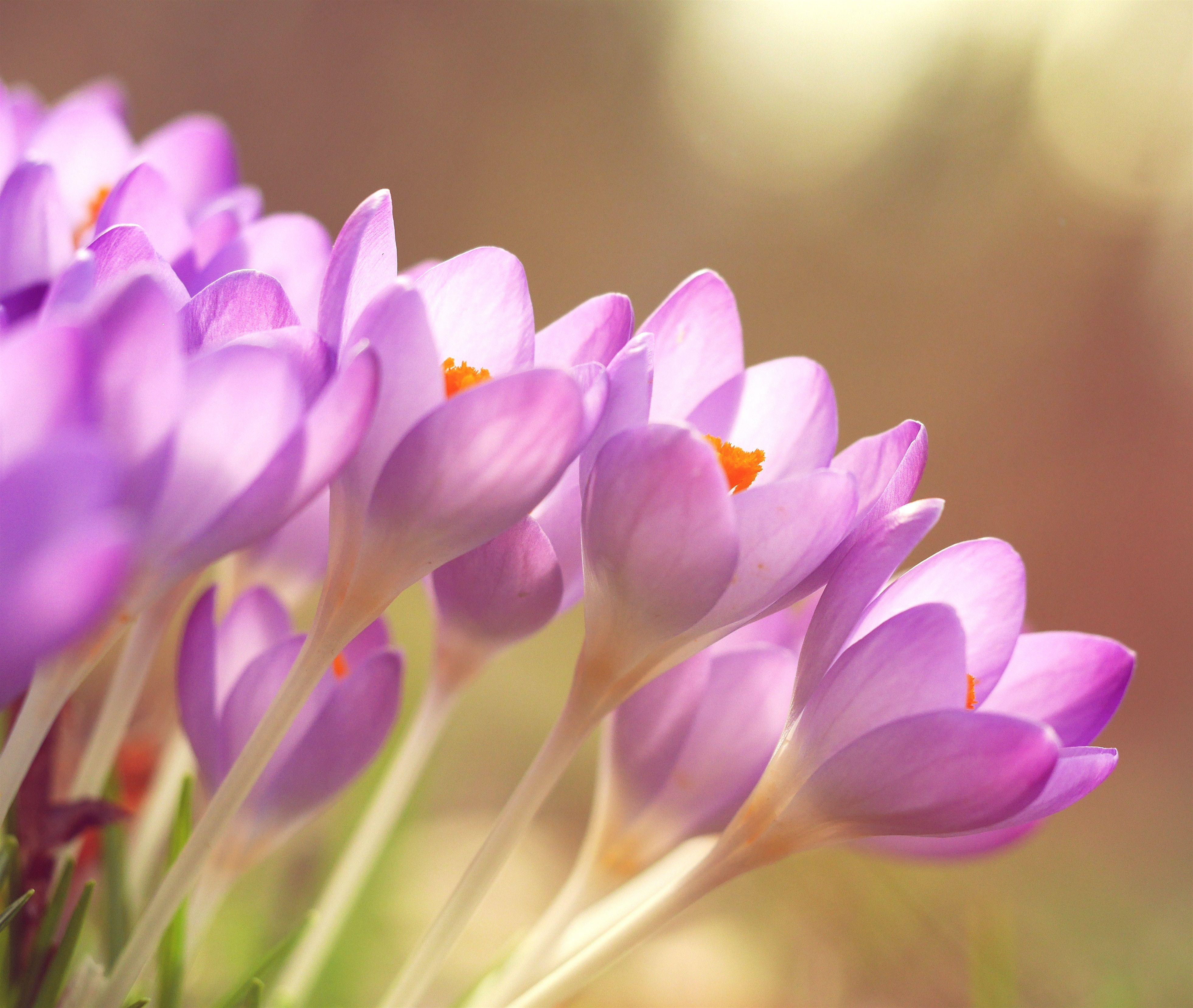 3922x3315 3922x3315 #floral background, #flower wallpaper, #crocu