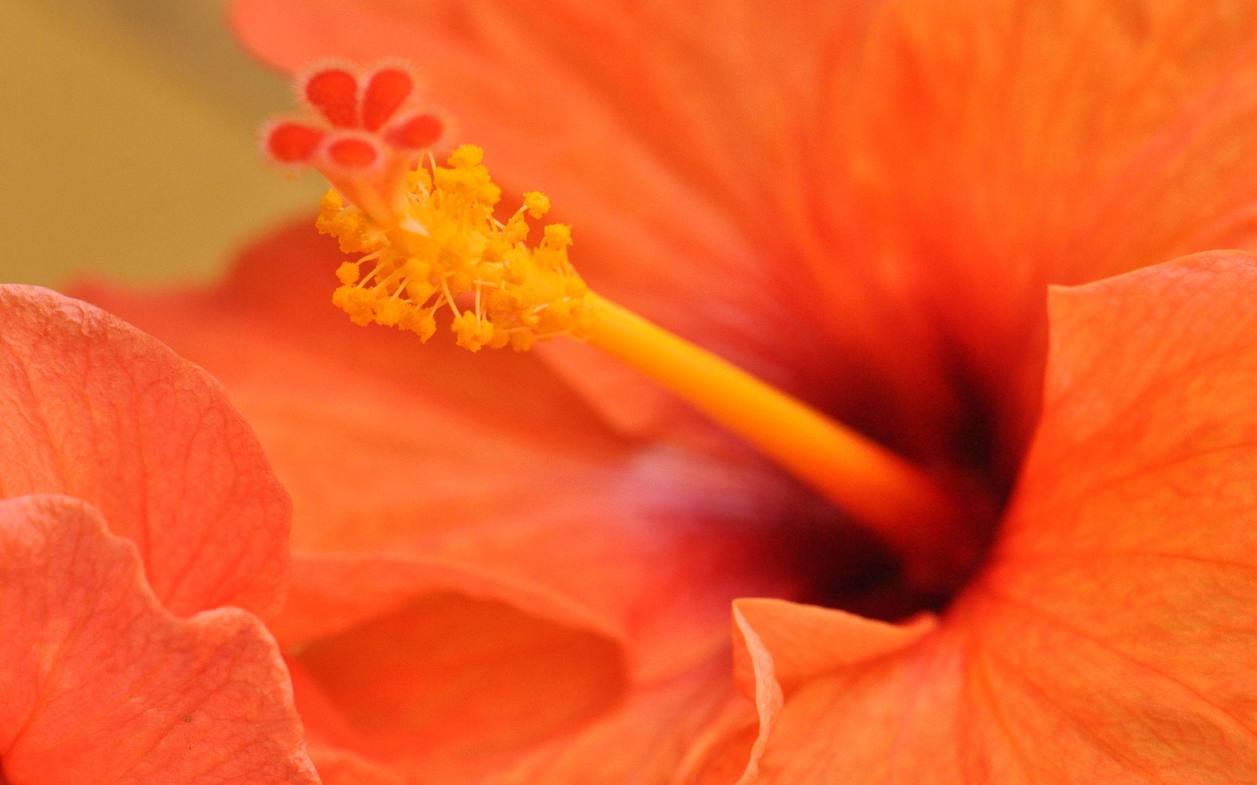 2560x1600 Hibiscus flower