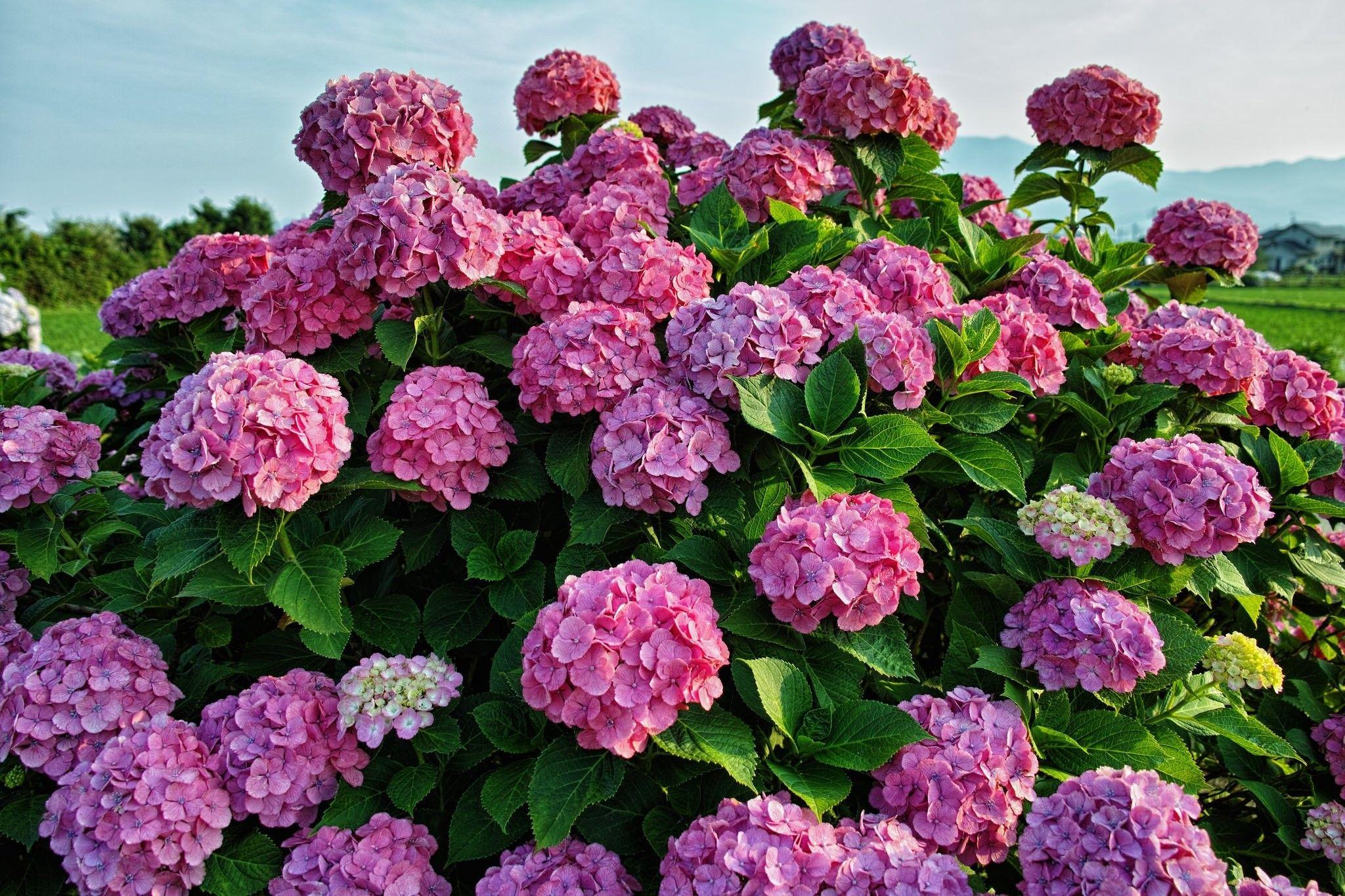 2048x1365 Organic Life, Colourful, Flower Wallpaper Tumblr, Green