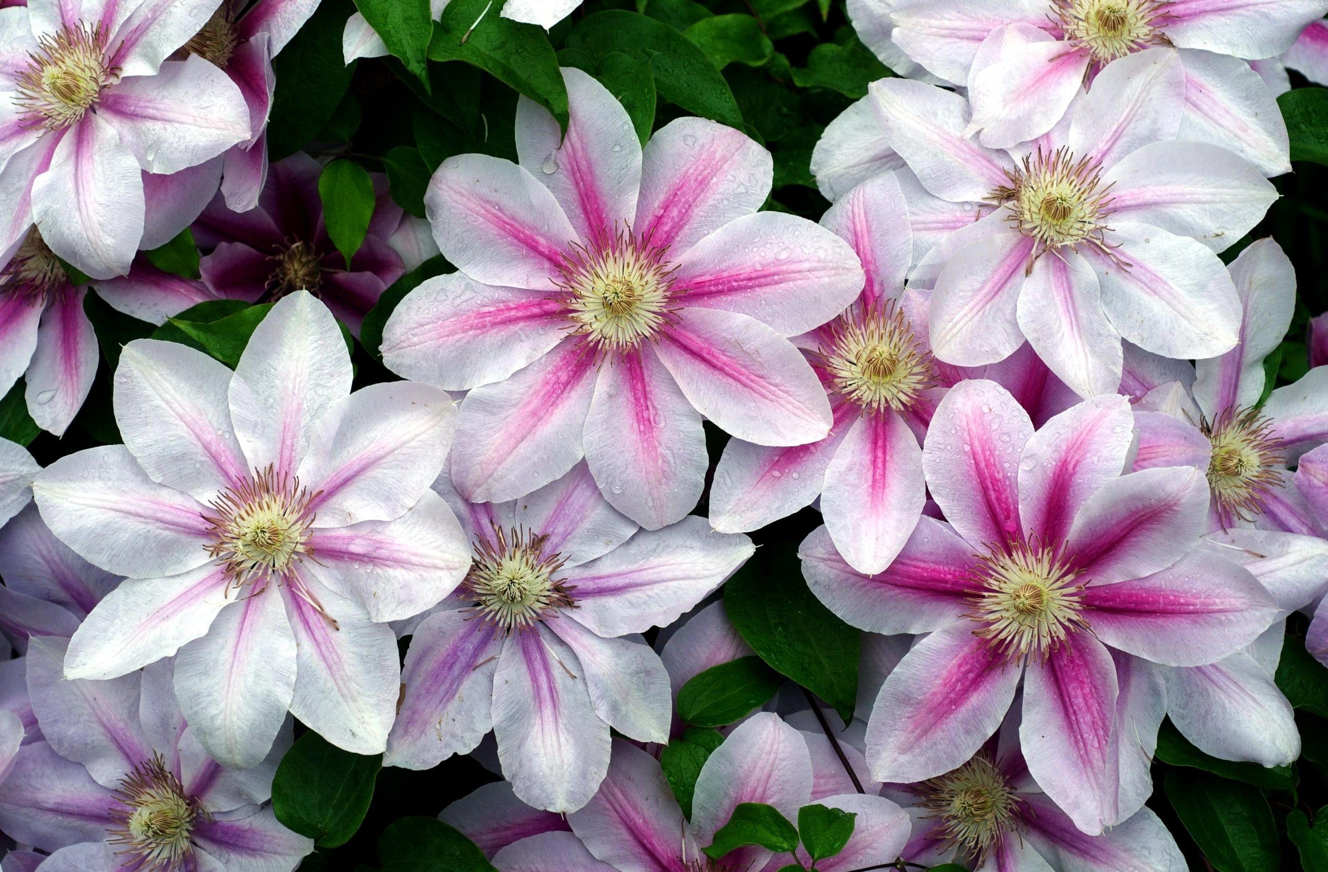 2590x1700 image flower Clematis 2590x1700