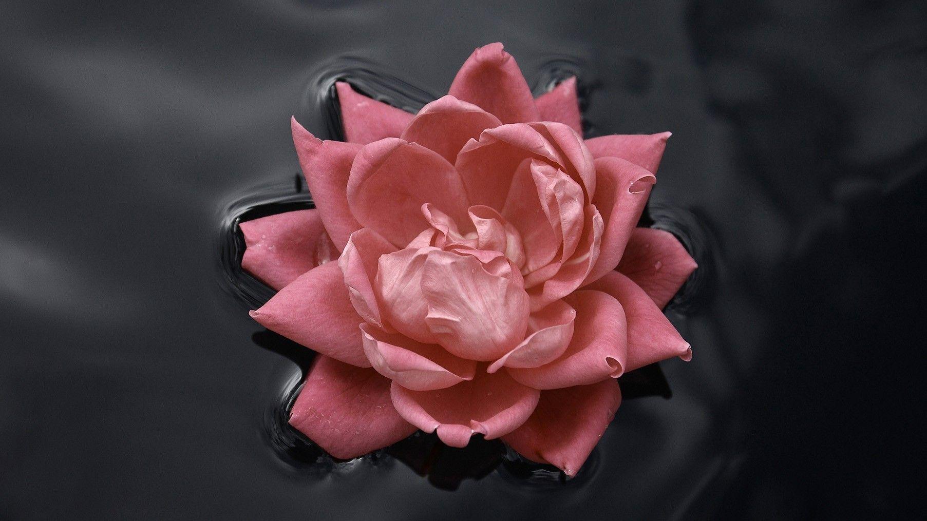1805x1015 Rose, In, Water, Flower Wallpaper, Nature Image, Plants, HD