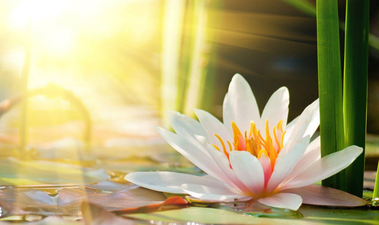 1280x760 Quality Cool Organic Wallpaper