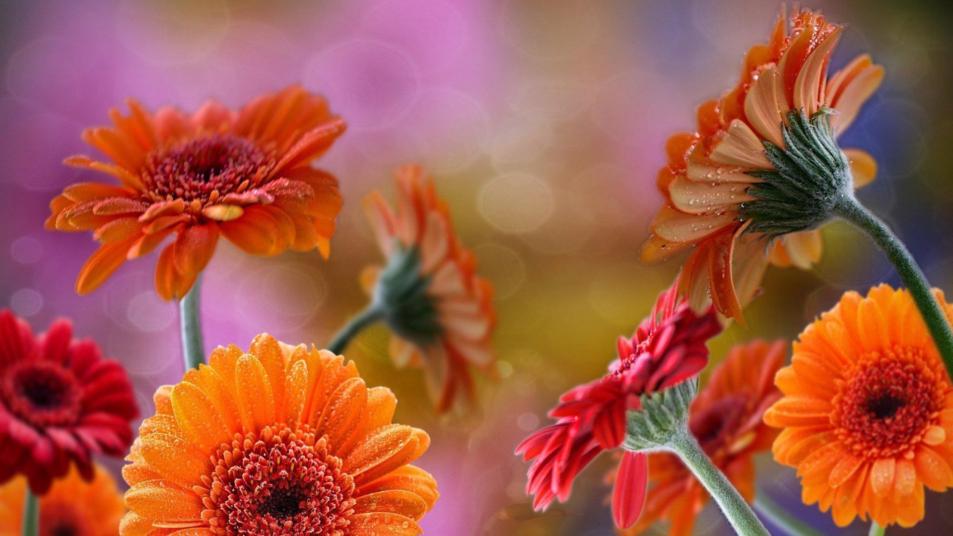 1920x1080 Gerbera Flower Wallpaper HD for Android