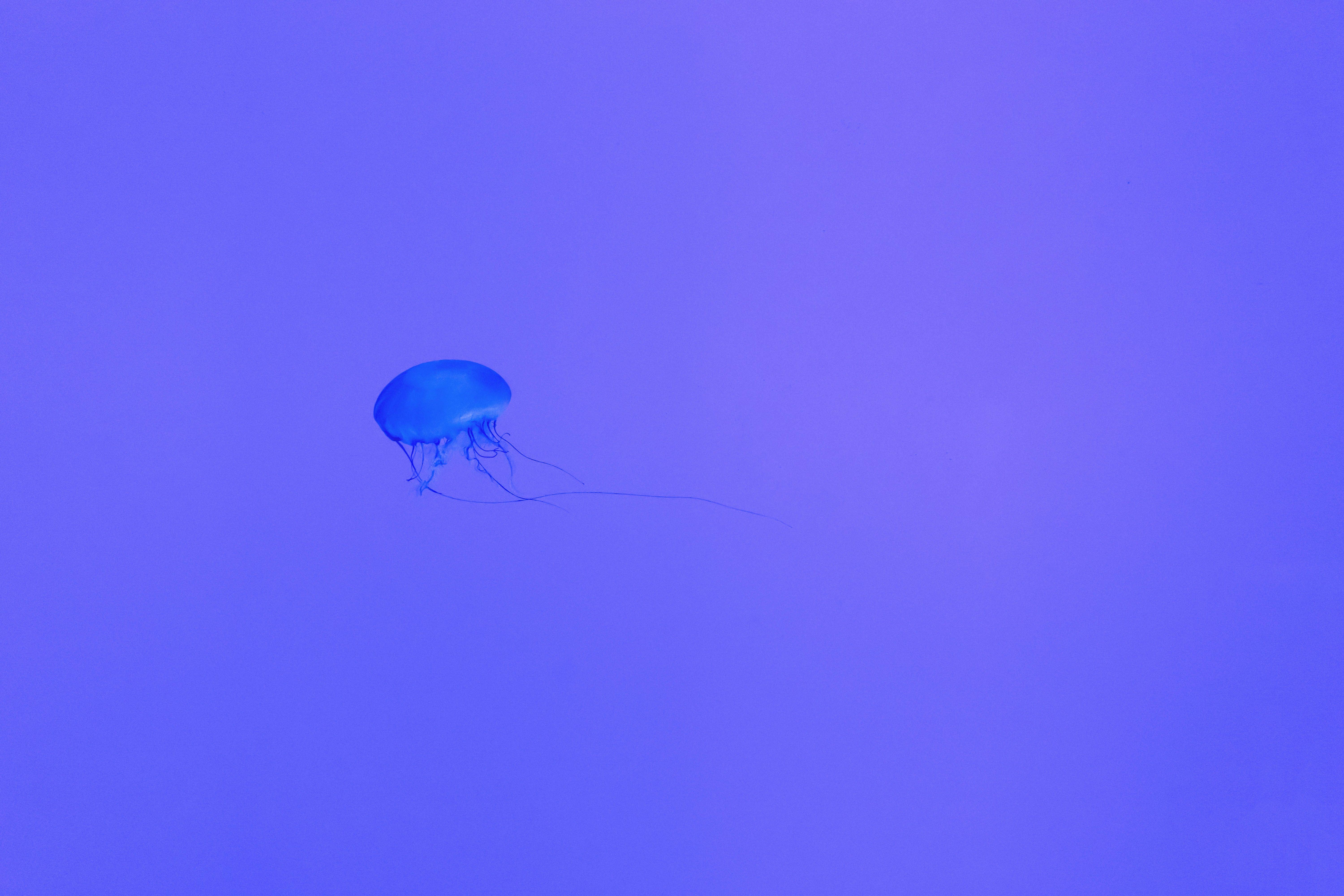 6000x4000 6000x4000 #display, #Free image, #fish, #abstract, #minimalist, #exotic, #purple, #background, #aqua, #aquarium, #minimal, #jelly, #underwater, #jellyfish, #mini, #sea life. Mocah HD Wallpaper