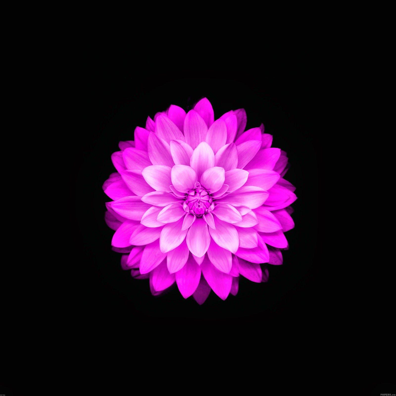 Featured image of post Flower Apple Iphone Backgrounds