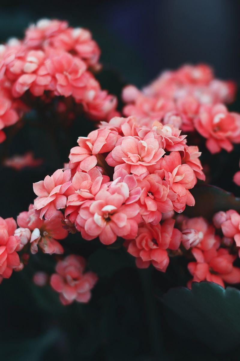 800x1200 Download wallpaper 800x1200 flowers, pink, bloom, bush, wild