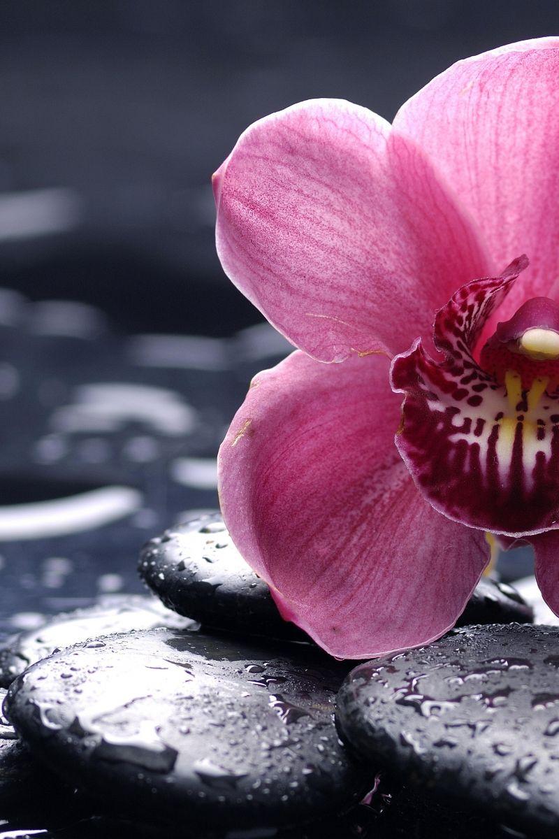 800x1200 Download Orchid, 5k, 4k wallpaper, 8k, HD, flowers, drops, pink