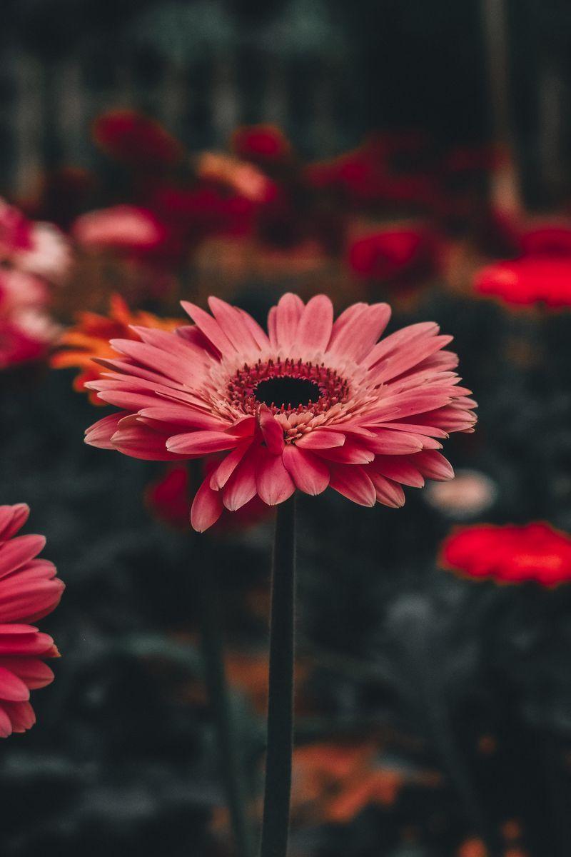 800x1200 Download Wallpaper 800x1200 Gerbera, Flower, Stem Iphone 4s 4