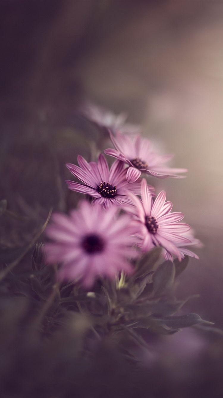 750x1334 Pink Flowers, Hazy Background, Morning 750x1334 IPhone 8 7 6 6S