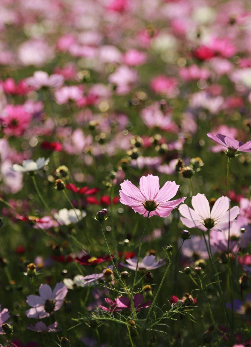 840x1160 Download Meadow, cosmos, flowers, colorful wallpaper, 840x1160
