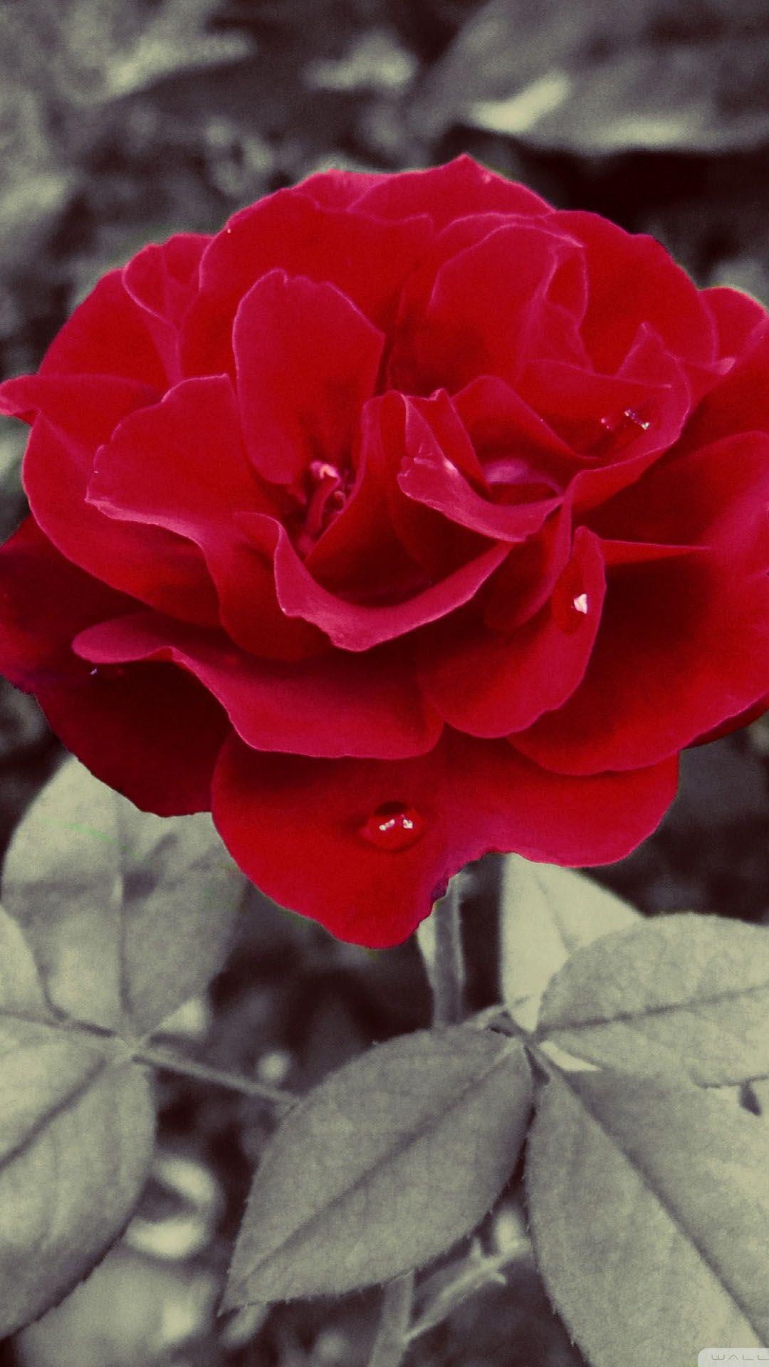 1080x1920 Sin Flower IPhone 6 6 Plus And IPhone 5 4 Wallpaper