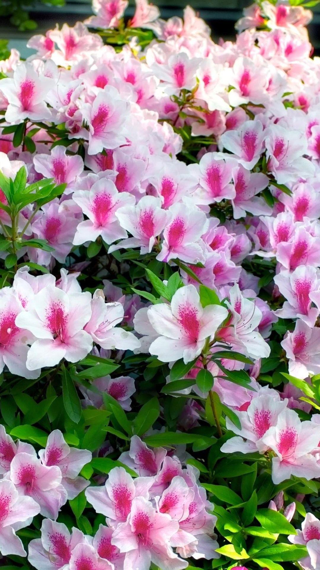 1080x1920 Beautiful Azalea, Pink Flowers 1080x1920 IPhone 8 7 6 6S Plus