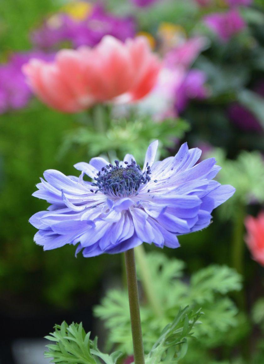 840x1160 Download 840x1160 wallpaper blue anemone, meadow, flower, iphone 4