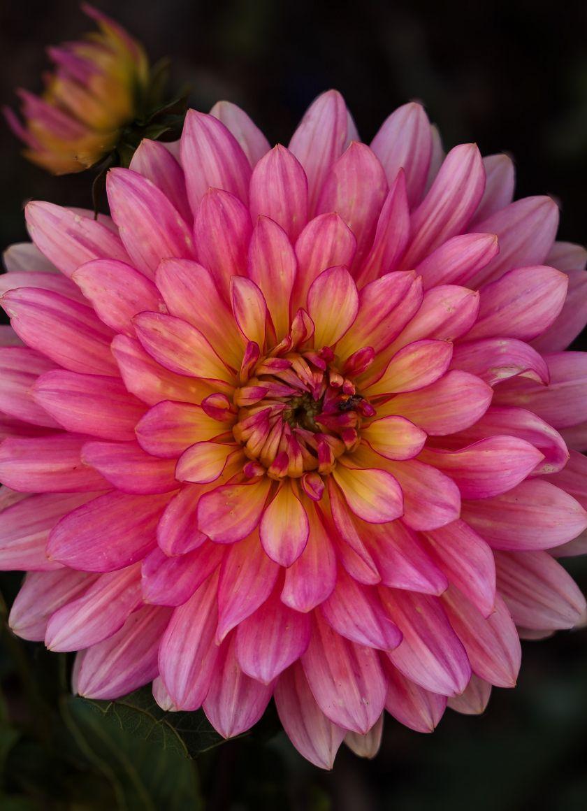 840x1160 Download 840x1160 wallpaper pink dahlia, flower, iphone iphone