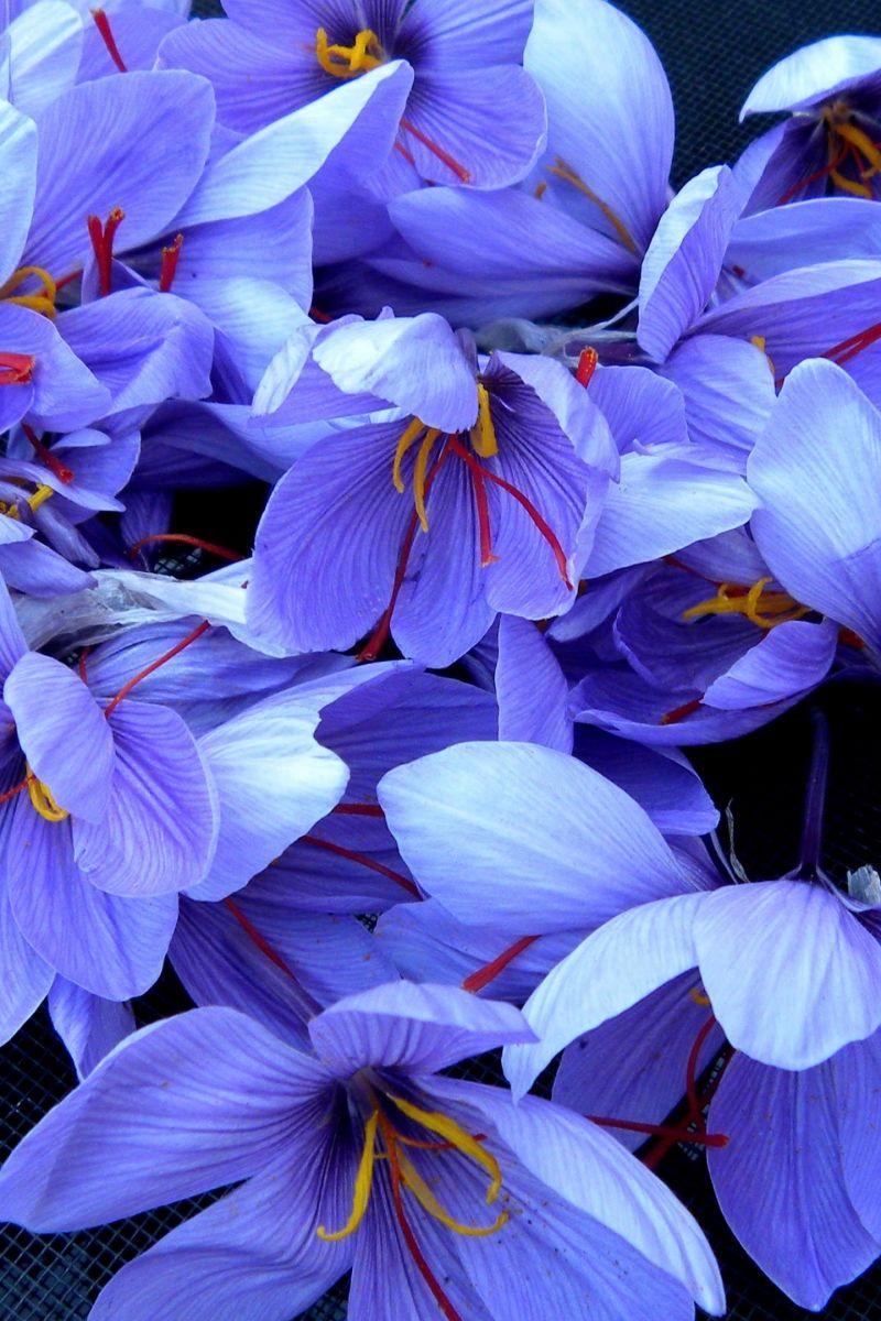 800x1200 Download saffron, 4k, HD wallpaper, flowers, spring Apple