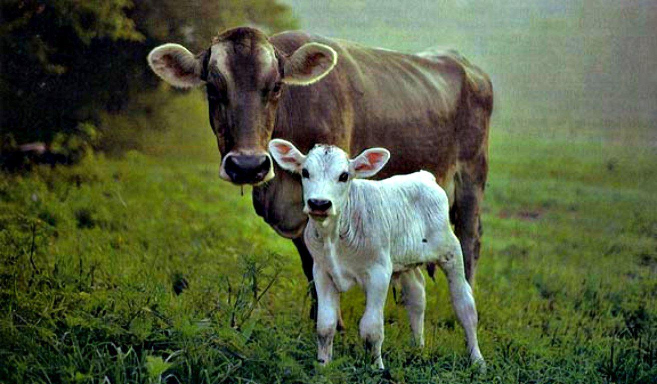 1313x768 HD Cow Wallpaper 1313x768 .