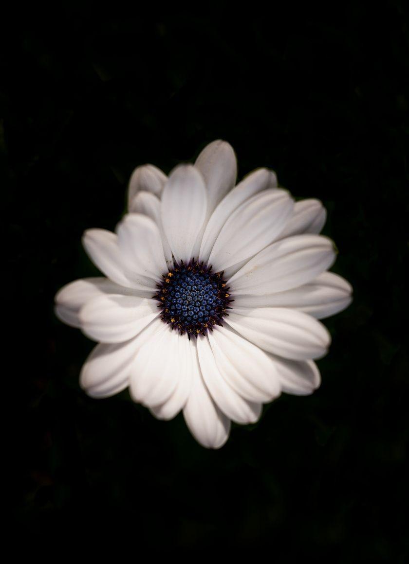 840x1160 Download Daisy flower, white, portrait wallpaper, 840x iPhone