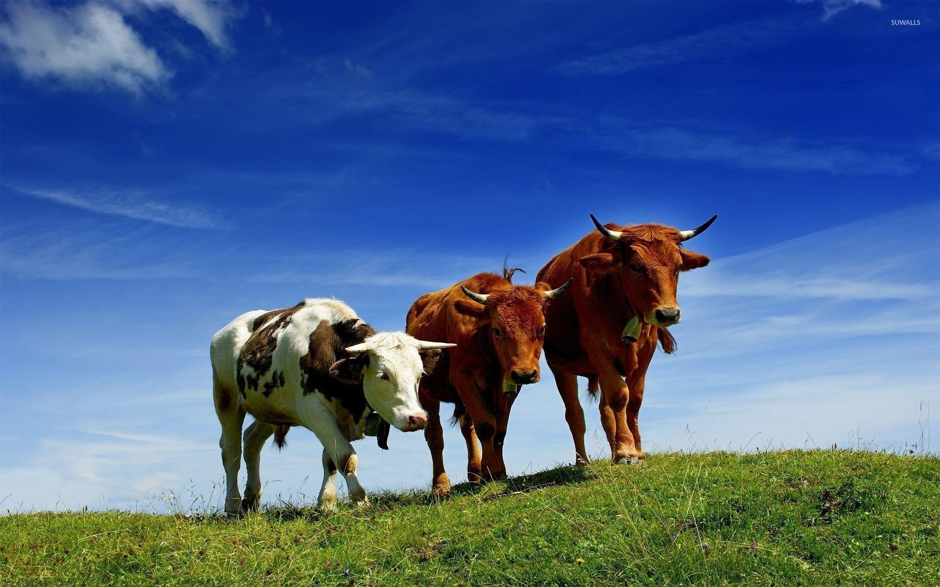 1920x1200 Cows wallpaper wallpaper