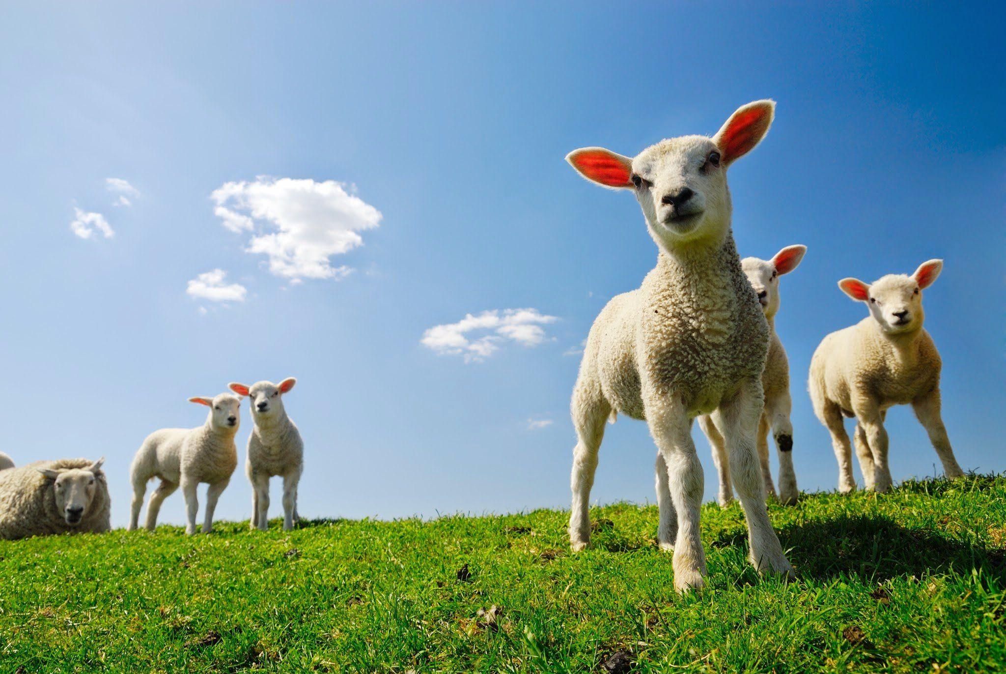 2048x1371 Sheep HD Wallpaper and Background Image