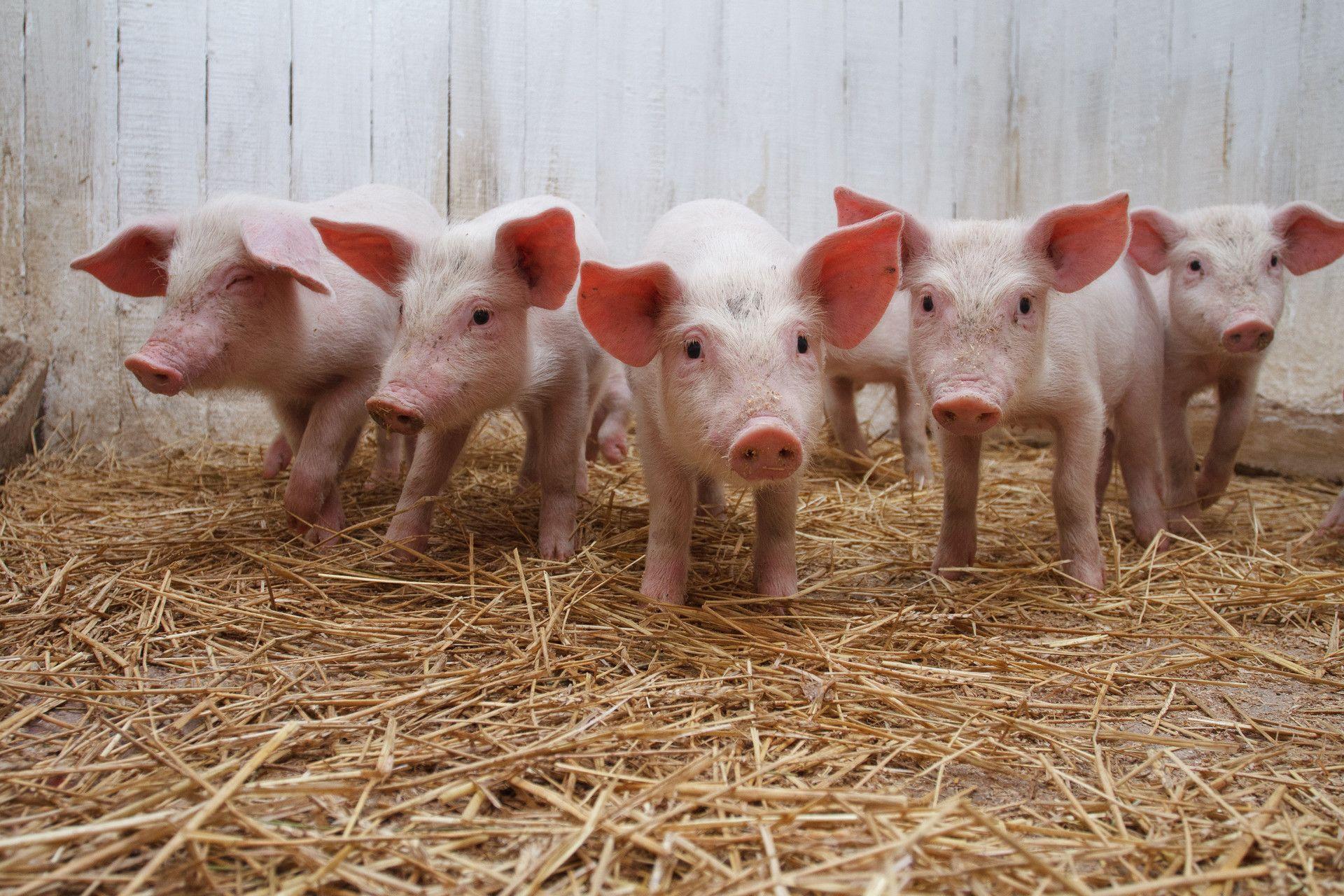 1920x1280 Pig Wallpaper