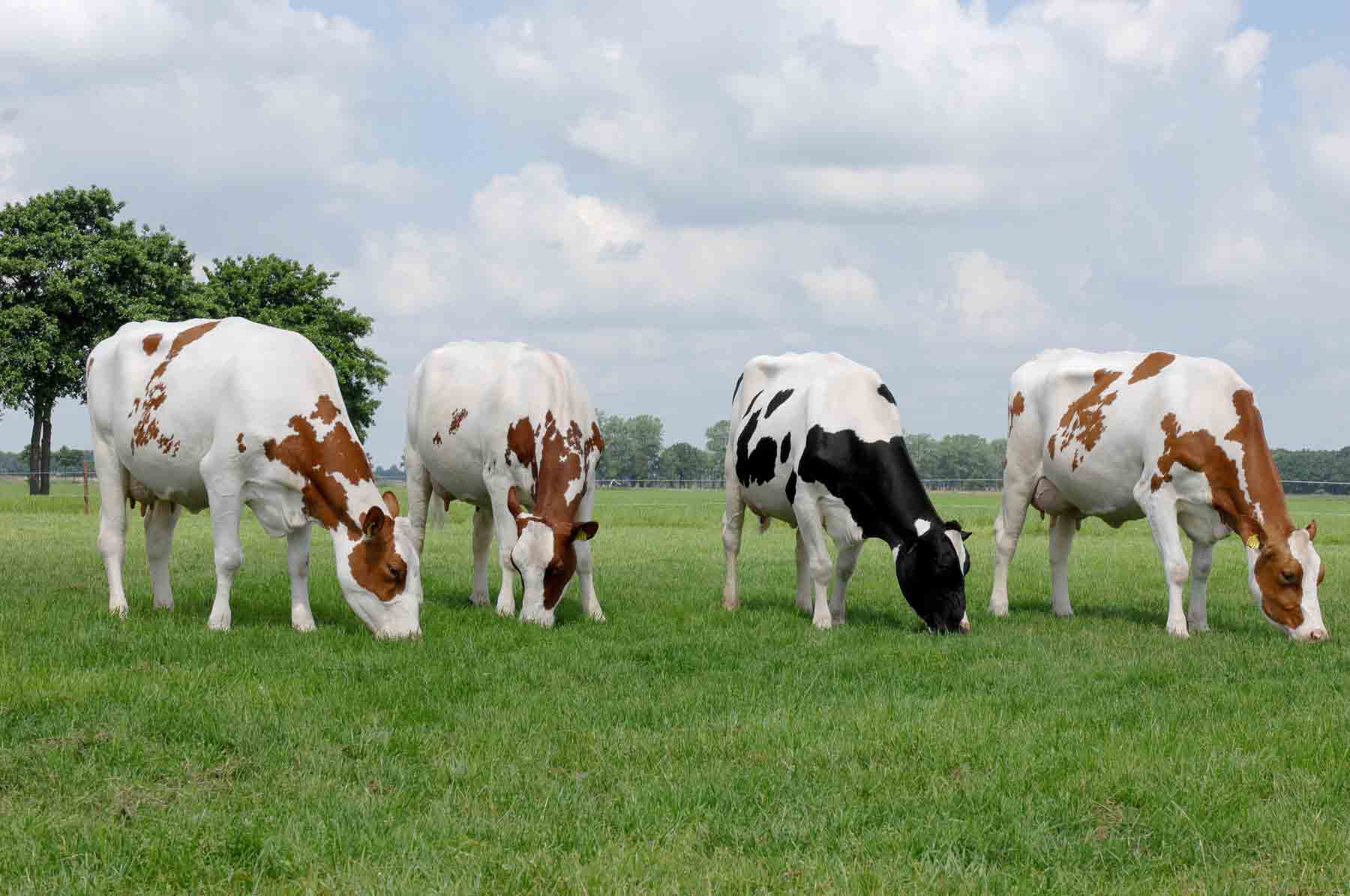 1800x1195 Cow Wallpaper