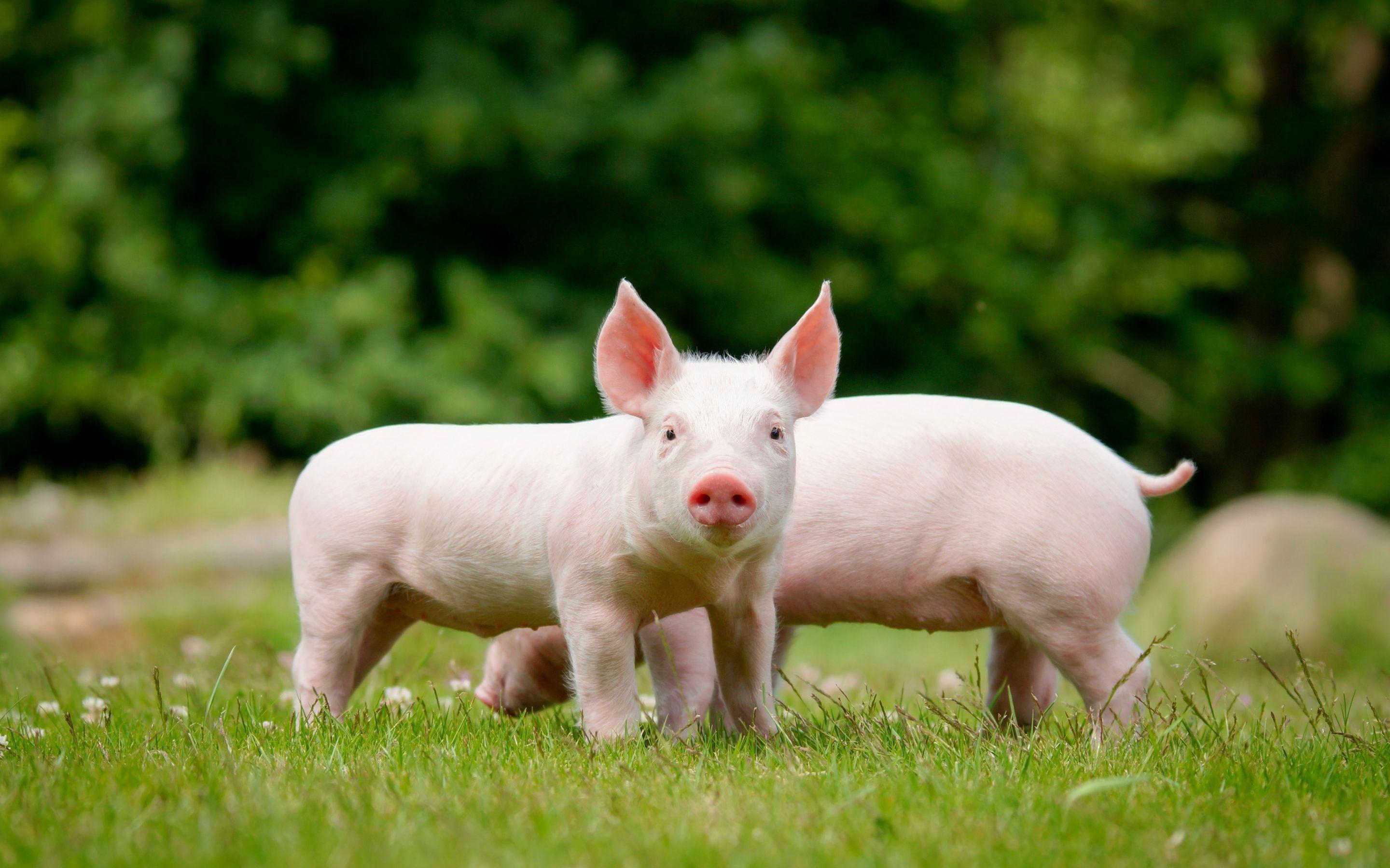 2880x1800 Pig Wallpaper