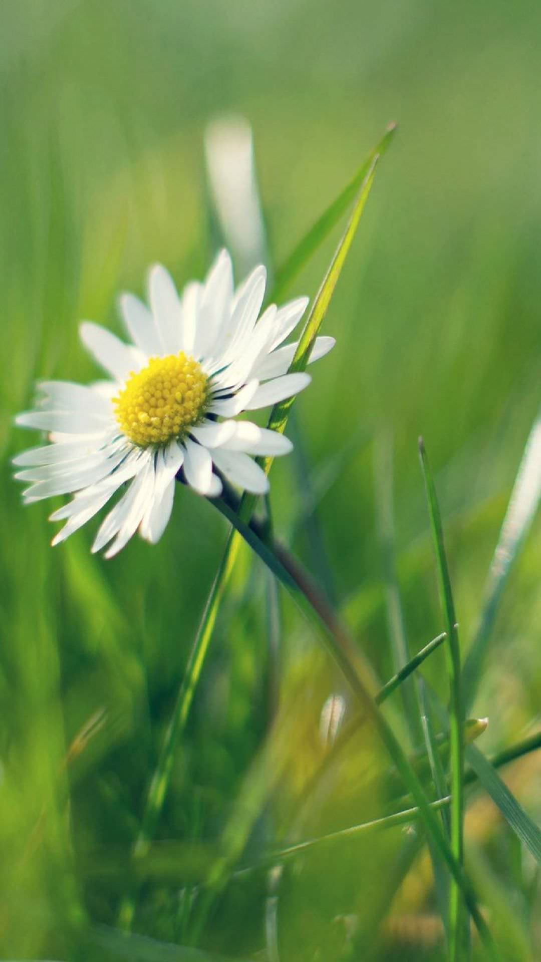 1080x1920 IPhone Background, Wallpaper, Image, Picture. Design