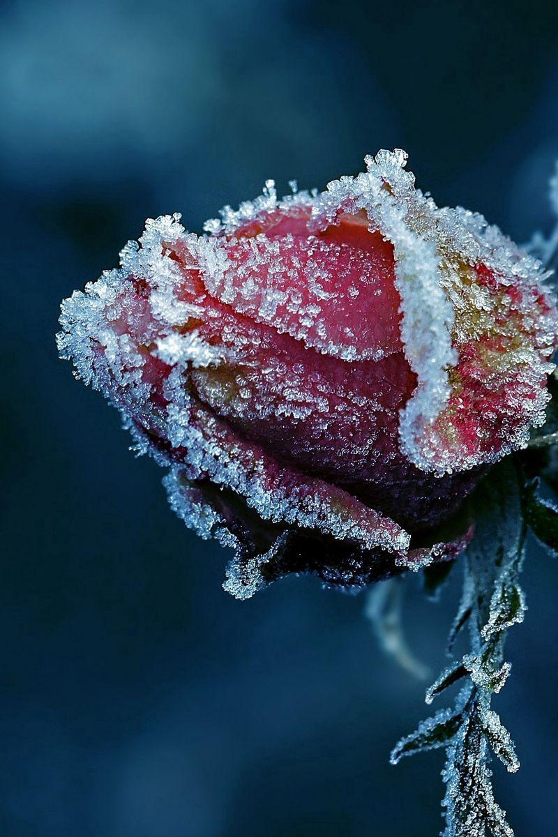 800x1200 Download Wallpaper 800x1200 Rose, Frost, Flower Iphone 4s 4