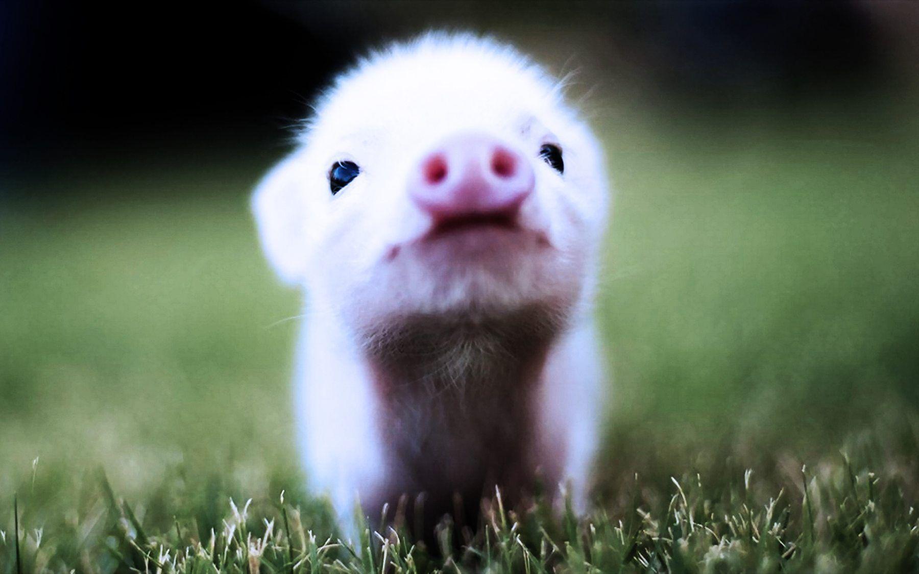 1800x1125 Baby Pigs Wallpaper