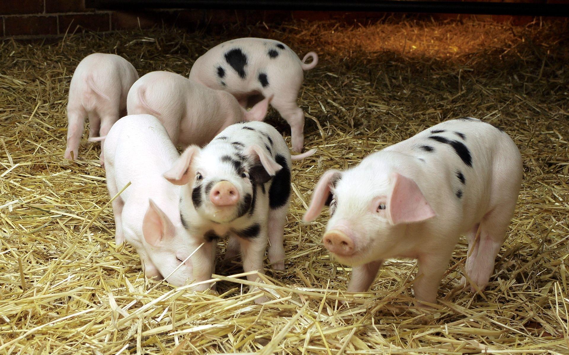 1920x1200 Gallery of 49 Pigs Background, Wallpaper. B.SCB WP&BG Collection