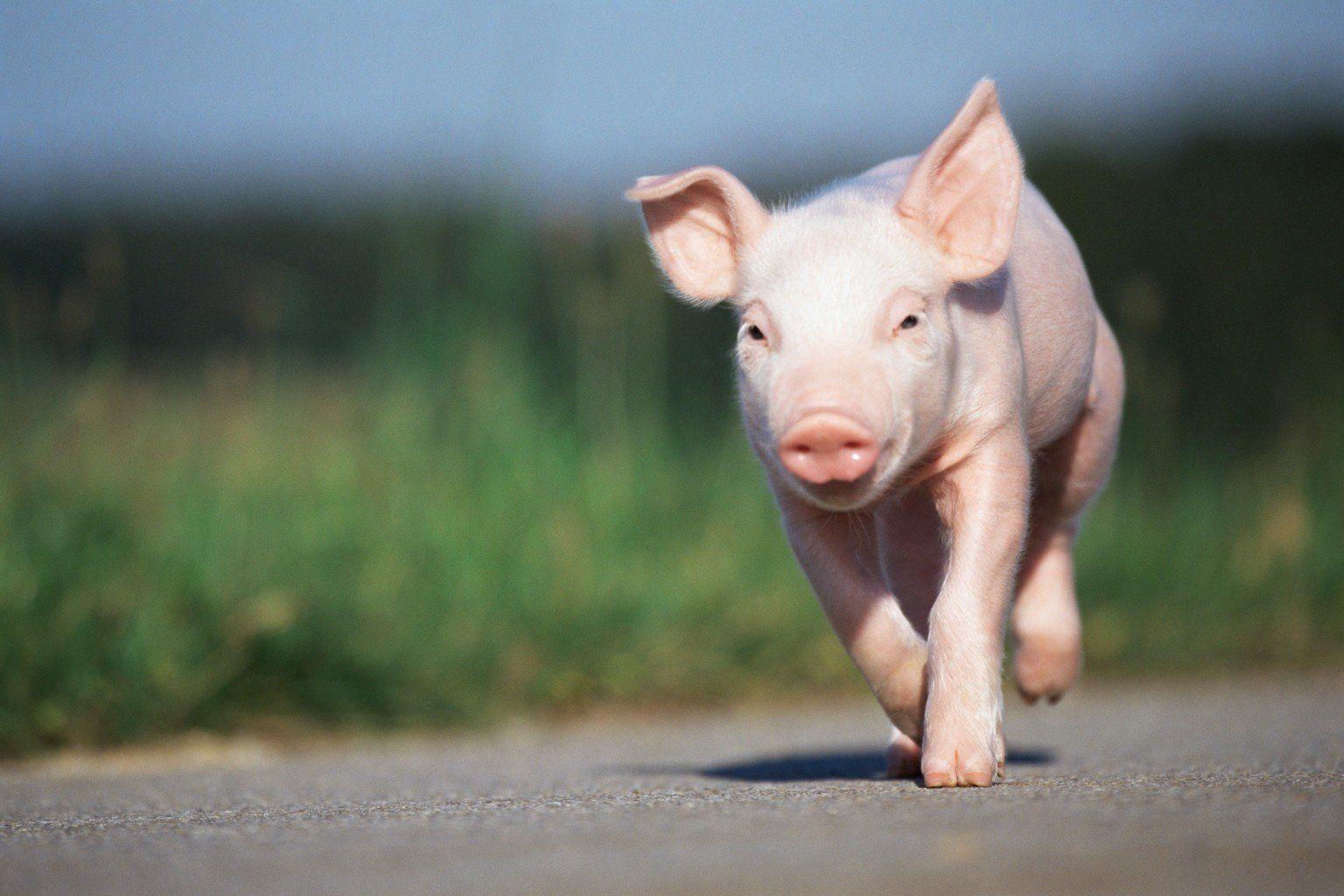 1536x1024 Wallpaper Tumblr Cute Pig