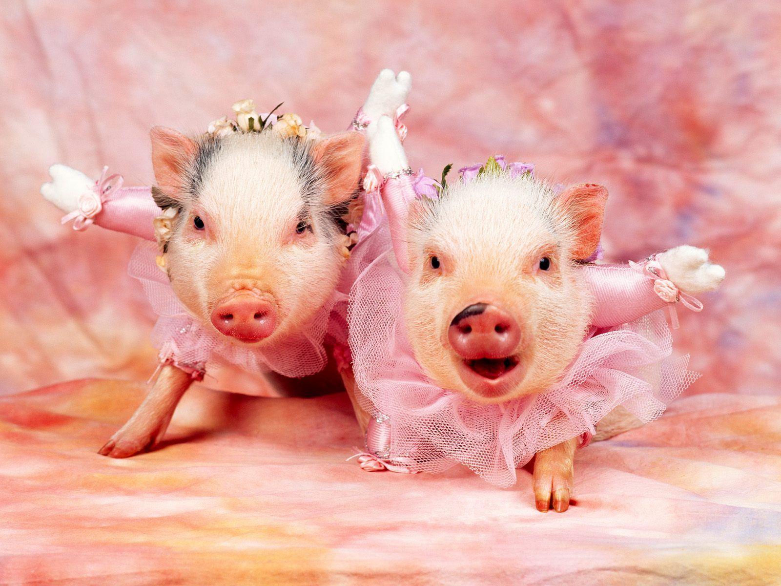 1600x1200 Free download pigs wallpaper pigs wallpaper pigs wallpaper pigs