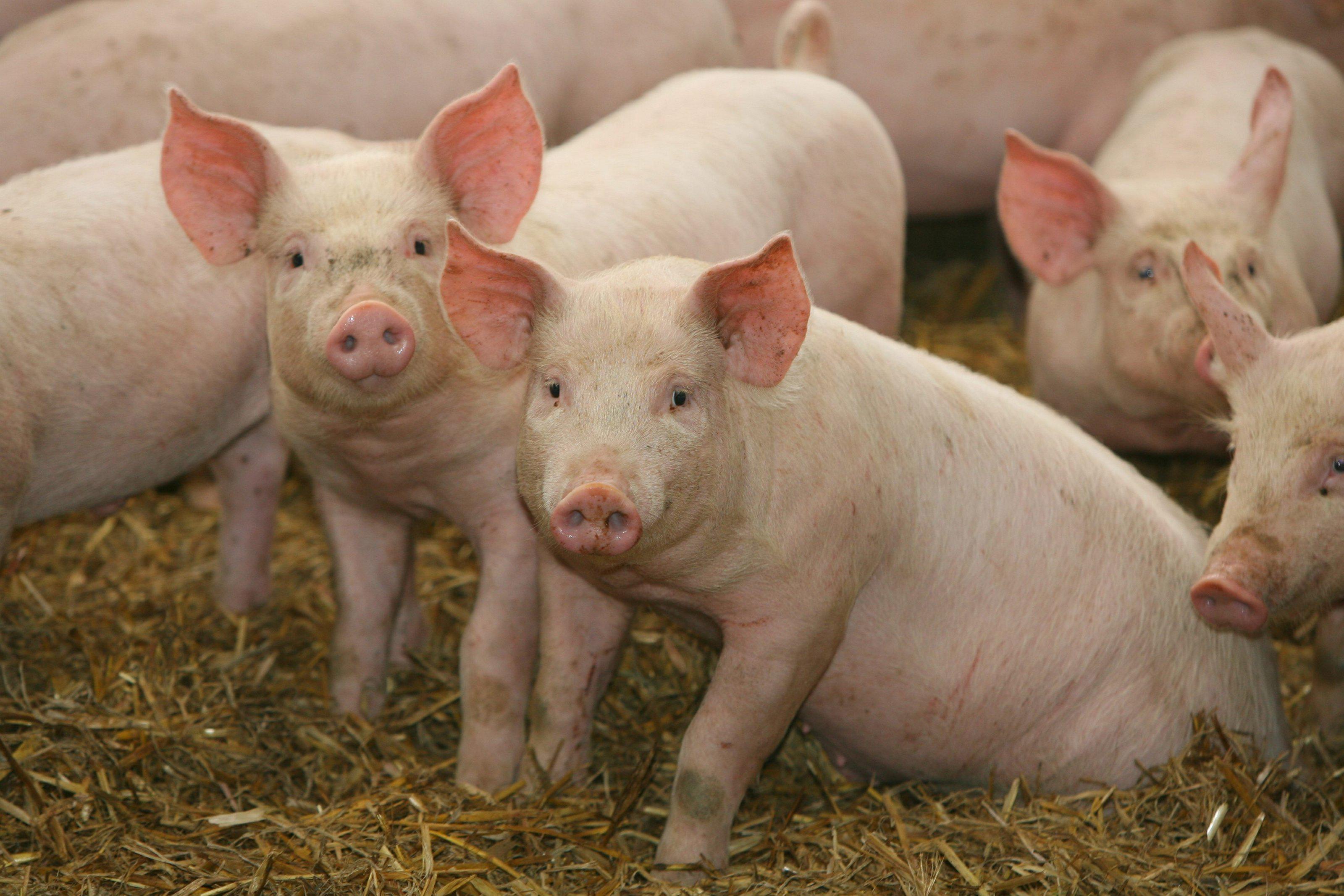 3200x2133 Pig Wallpaper FREE Picture