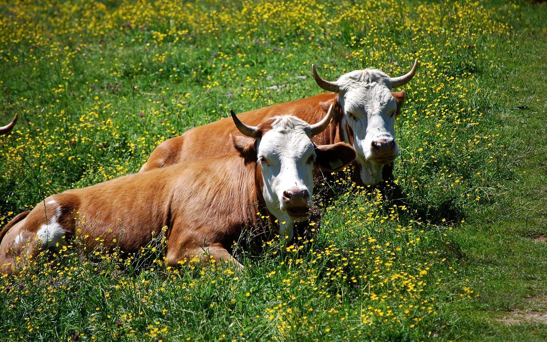 1920x1200 Cows Wallpaper, Picture, Image