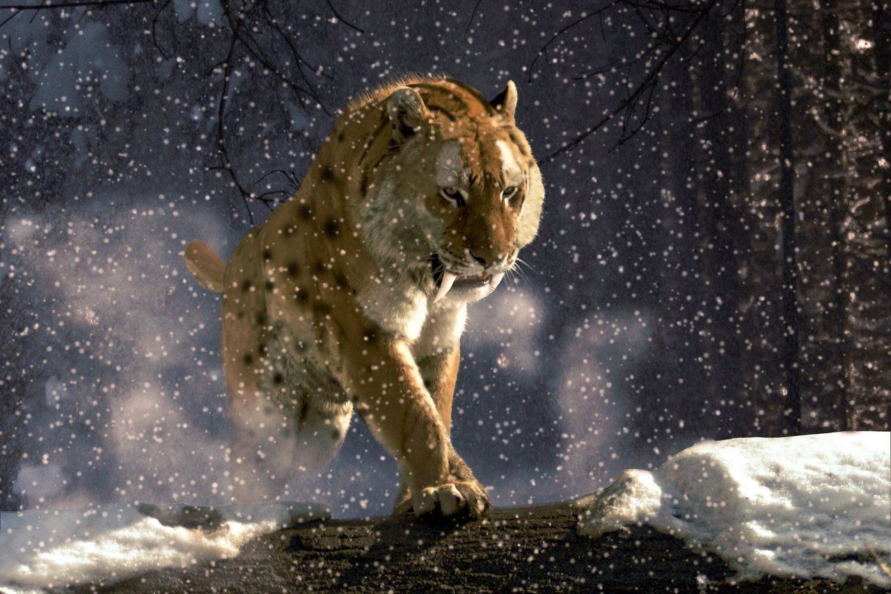 1280x853 Smilodon Wallpaper
