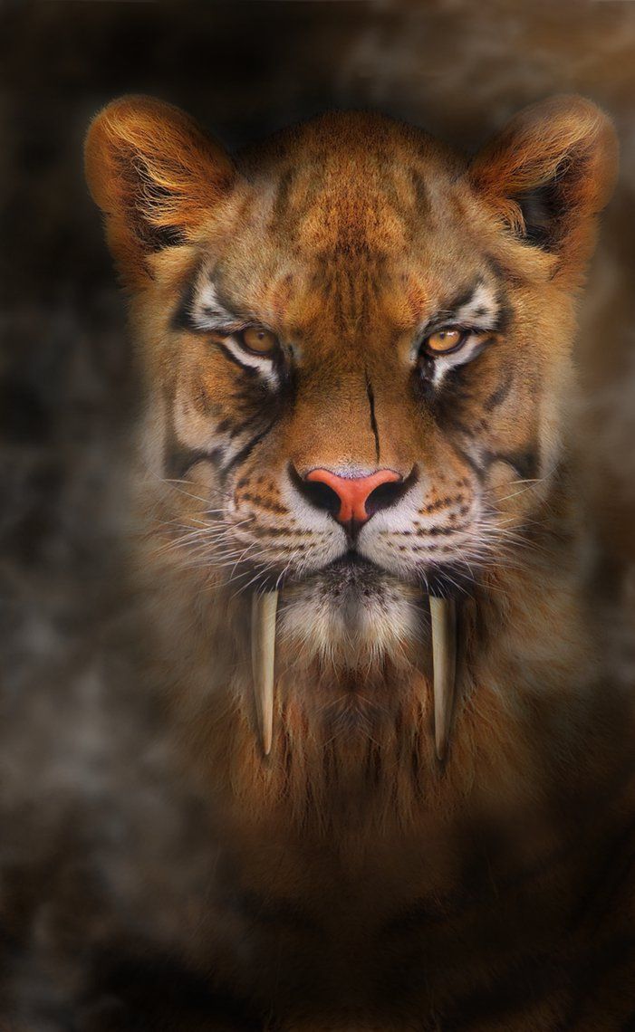 701x1140 Sabertooth tiger ideas. sabertooth, sabertooth tiger, smilodon