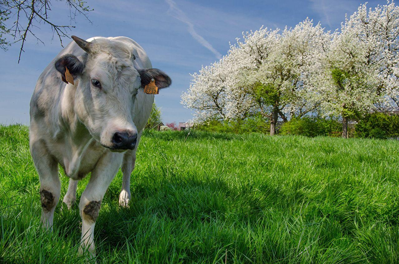 1280x848 Desktop Wallpaper Cow Front Grass Animals