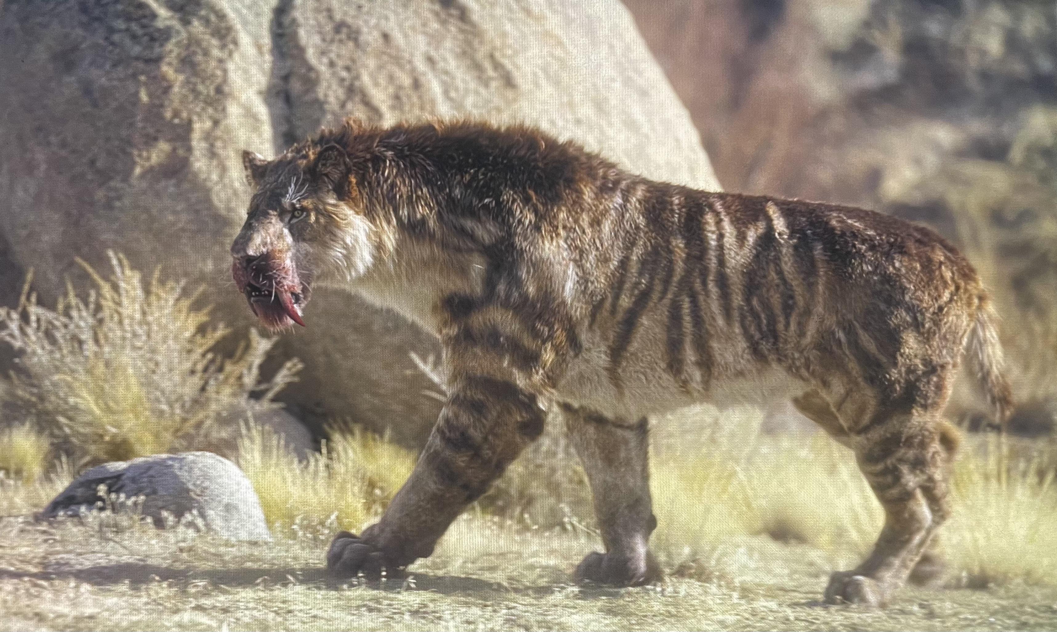 3434x2055 Some photo I got of Smilodon Populator from the new season