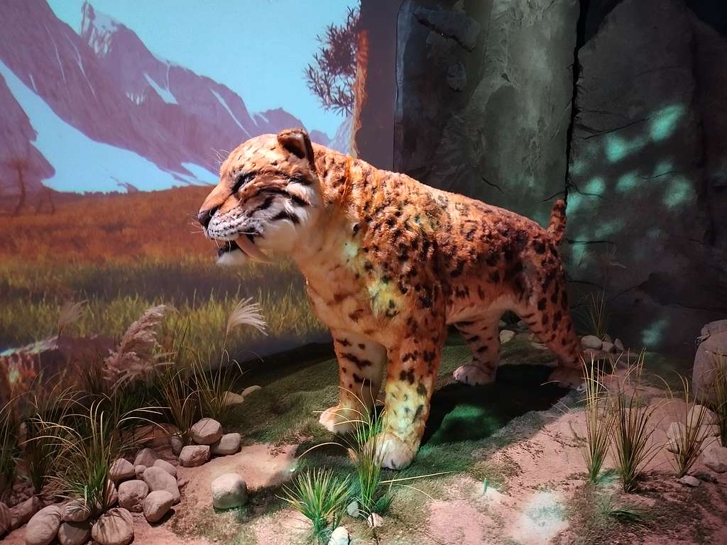 1024x768 Smilodon Image: PICRYL Domain Media Search Engine Public Domain Search