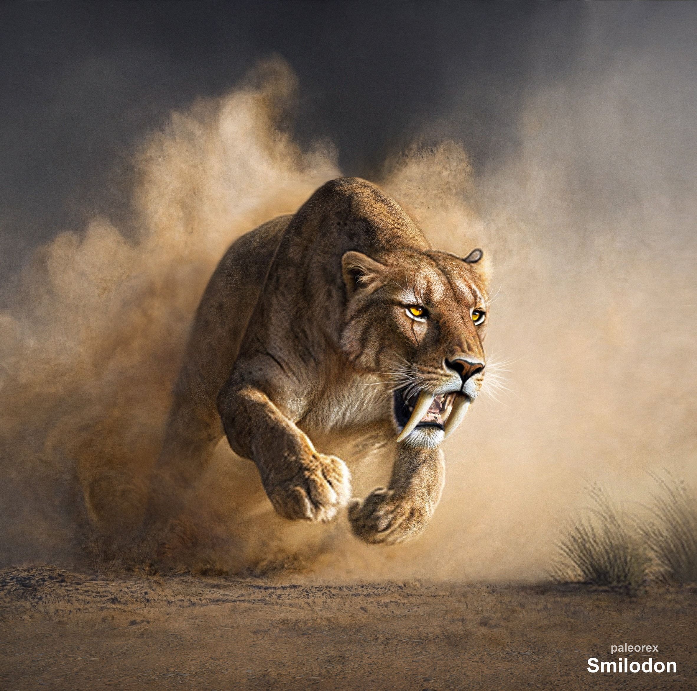 2364x2342 Smilodon