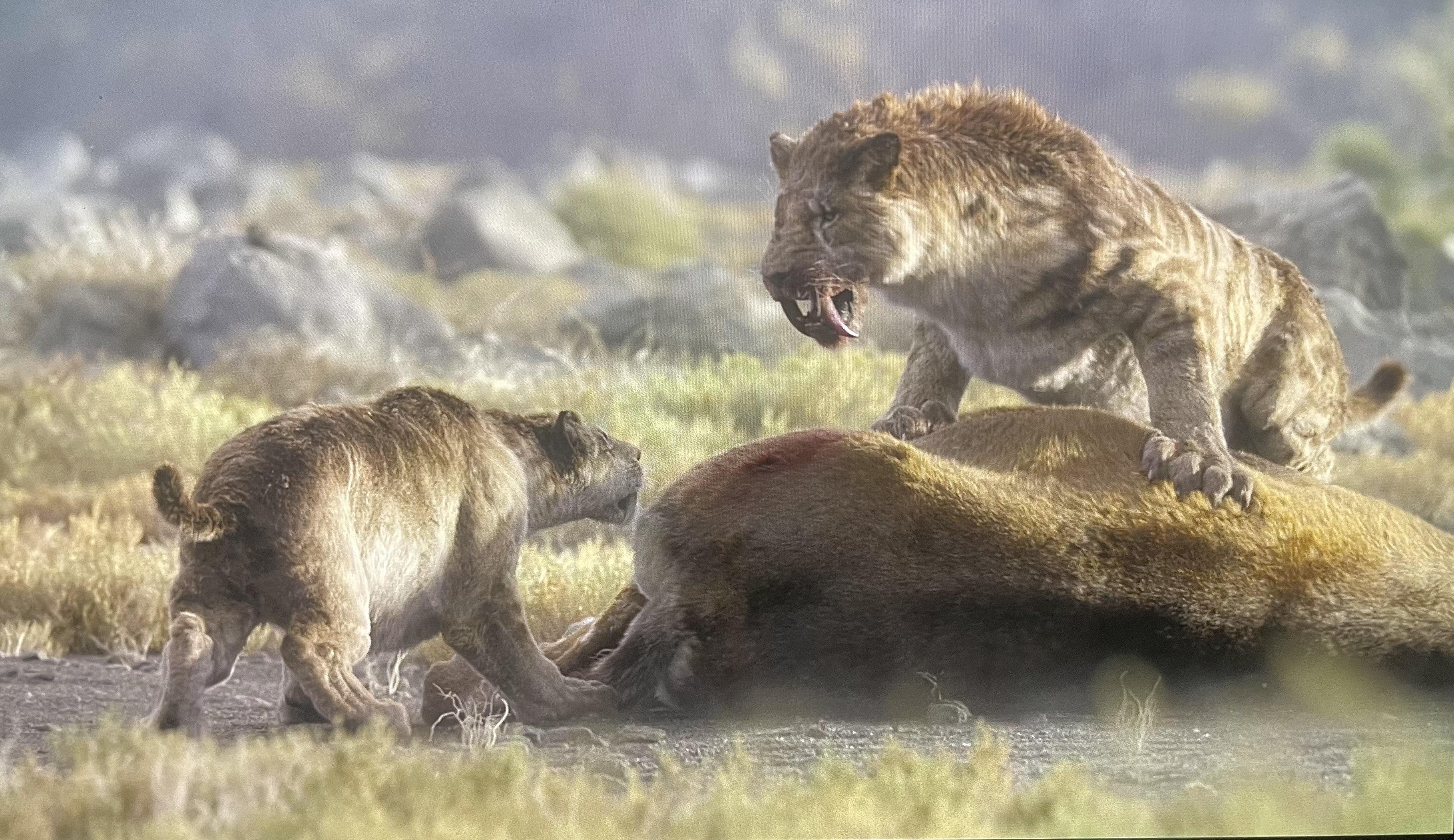 3638x2102 Some photo I got of Smilodon Populator from the new season