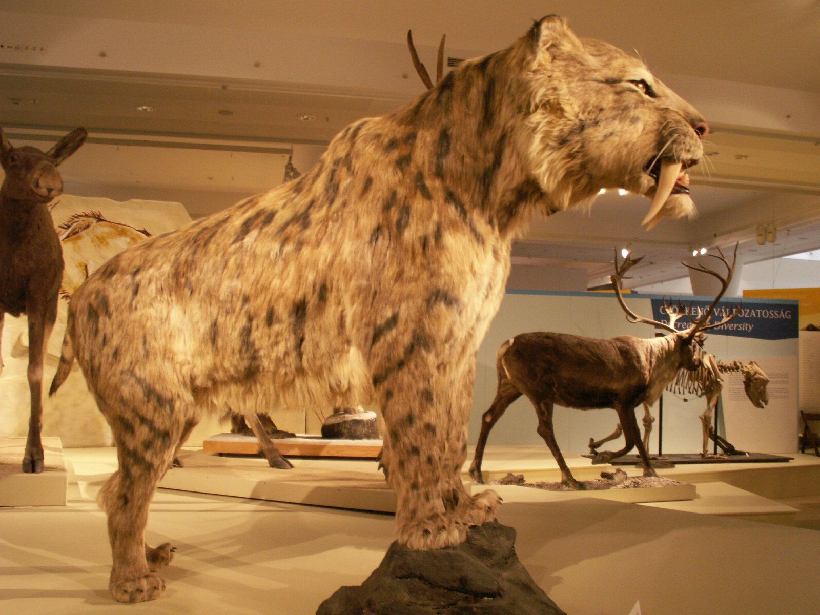 1600x1200 Smilodon
