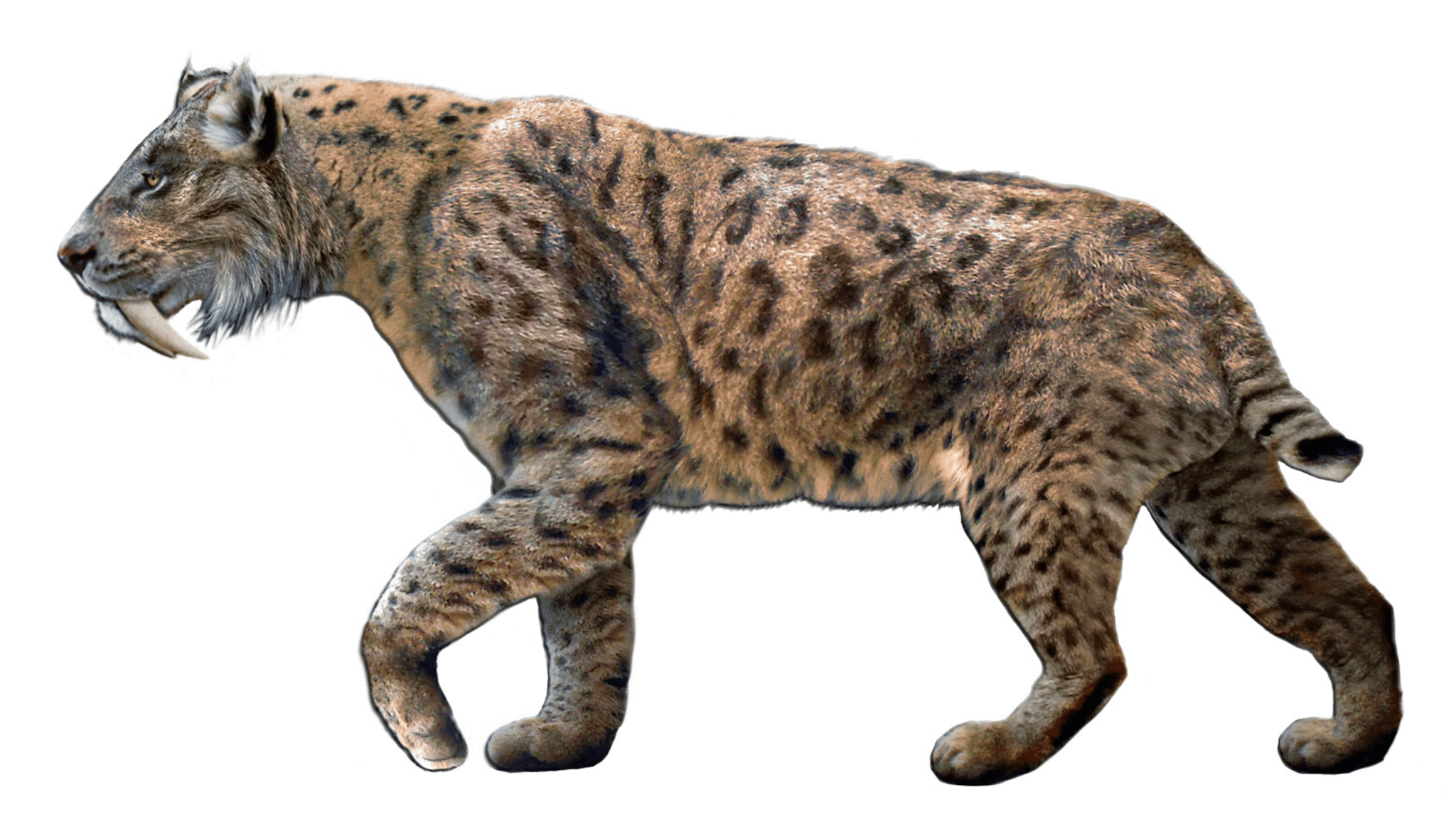 2048x1152 FOSSIL HUNTRESS: CANADA'S FIRST SABRE TOOTHED CAT: SMILODON
