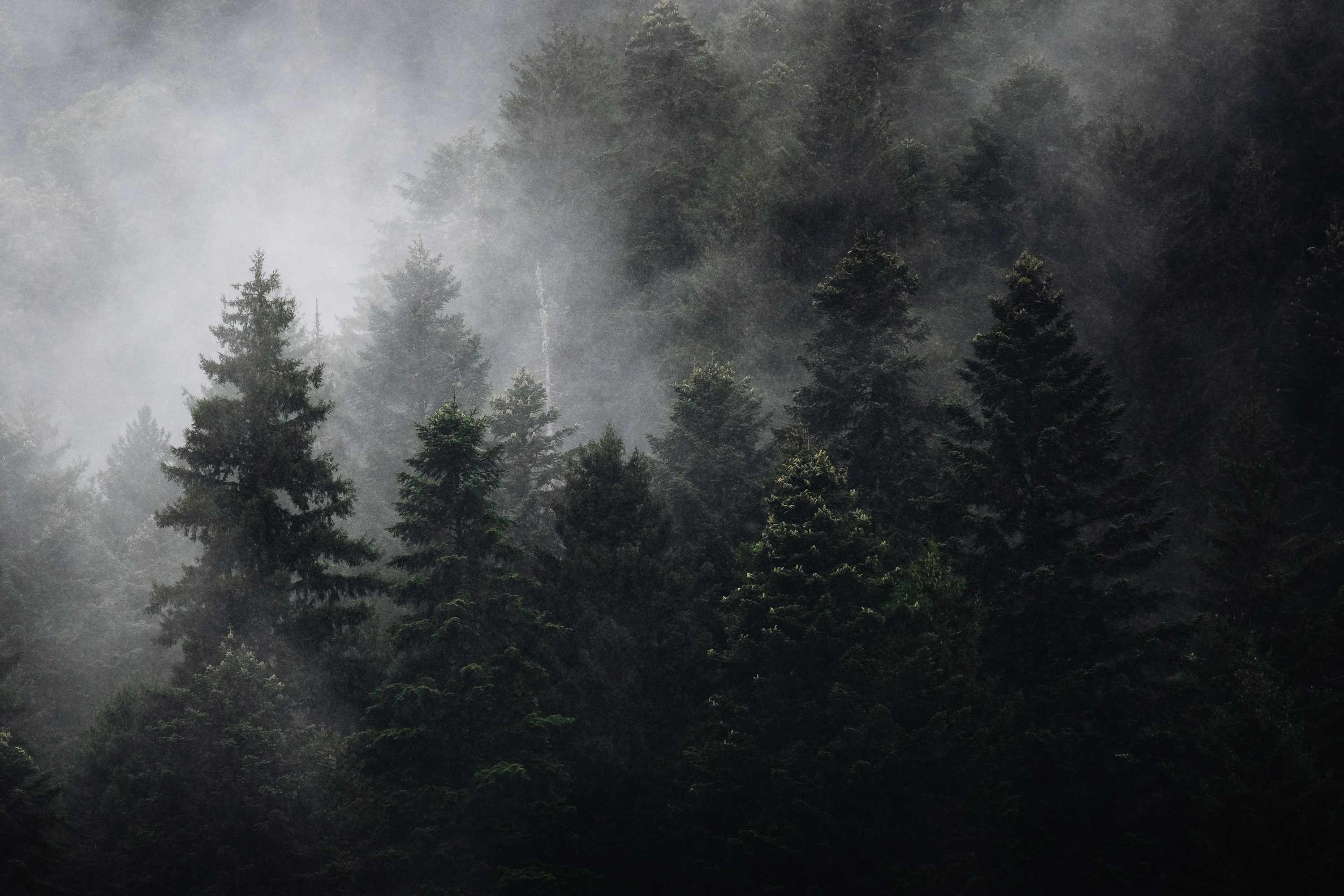 3000x2000 A forest filled with lots of trees covered in fog photo