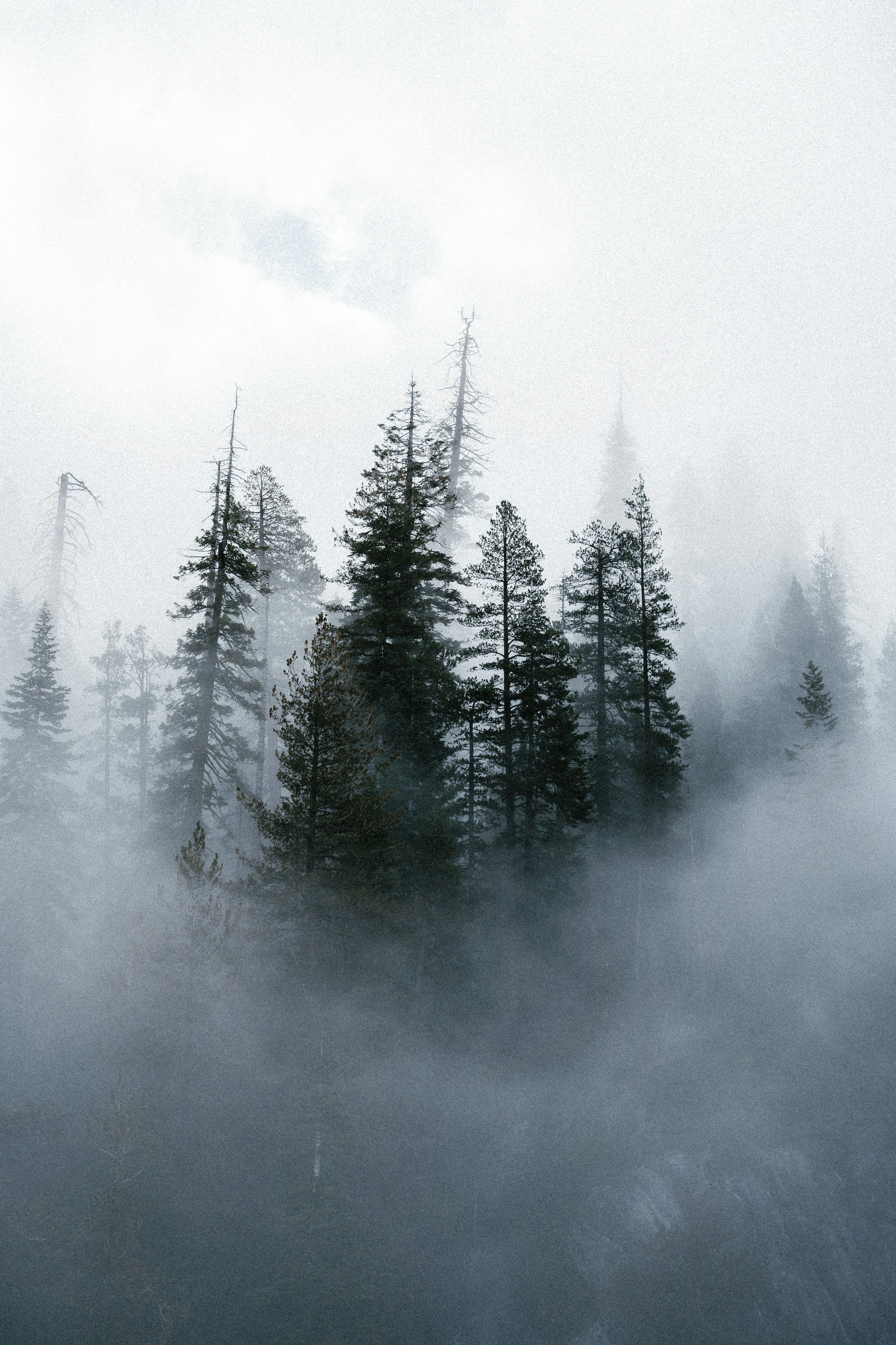 3000x4500 Misty evergreen forest with tall trees shrouded in fog. photo