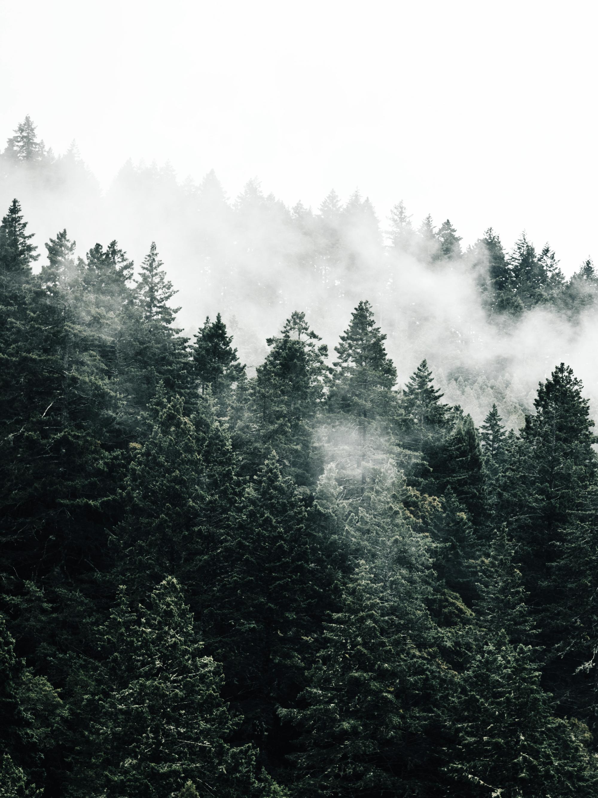 2000x2667 Pine Tree In The Fog Print 12 x 16 in