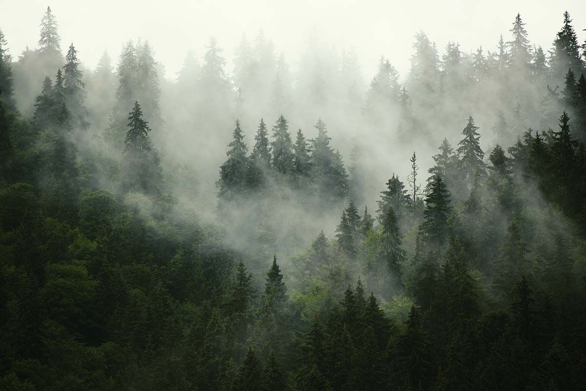 1200x801 Fog Forest Wallpaper®