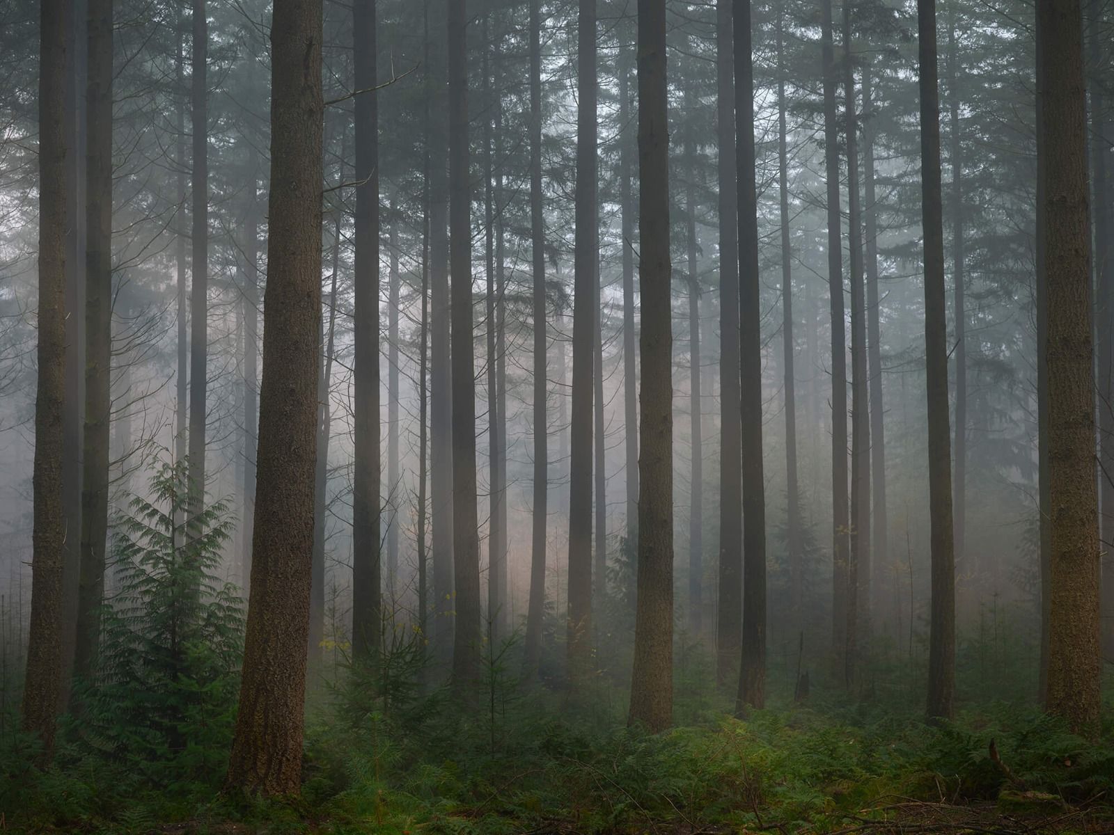 1600x1200 Foggy green forest